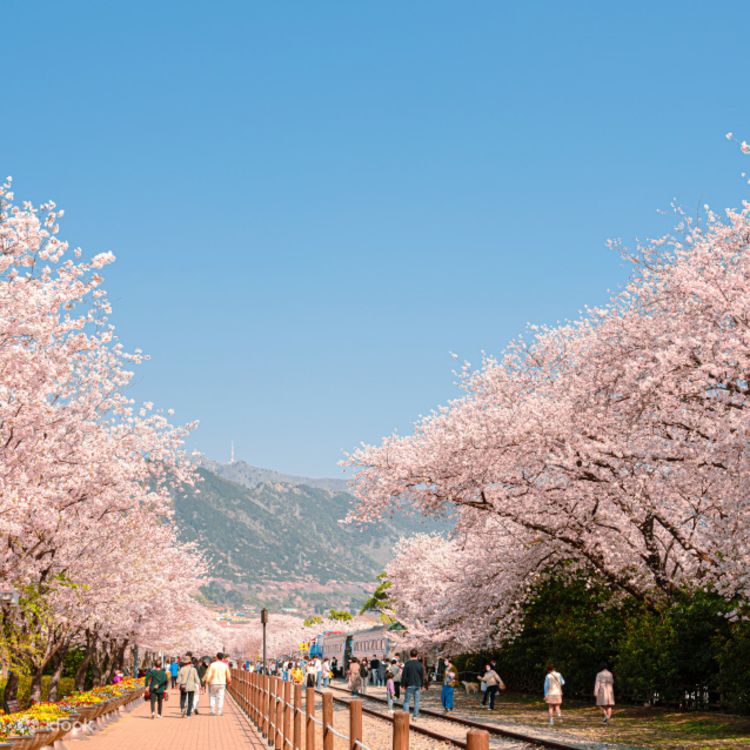 abjcqzfbowxnwmsscywy jinhae cherry blossom festival