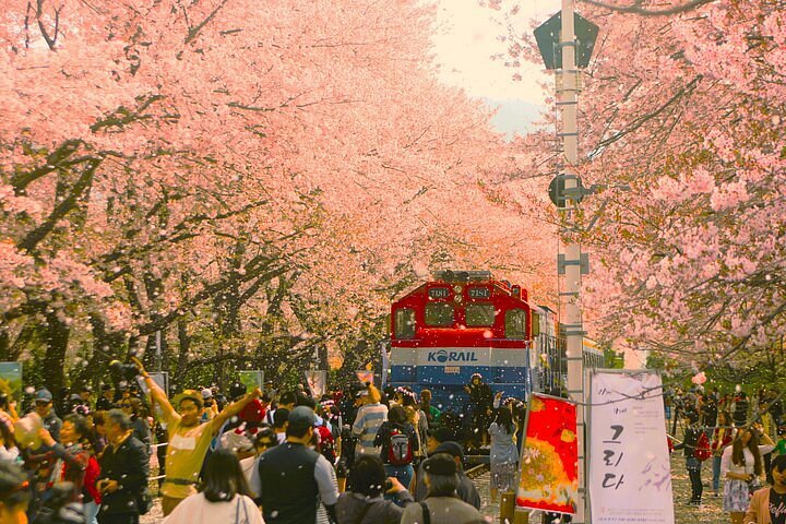 caption jinhae cherry blossom festival