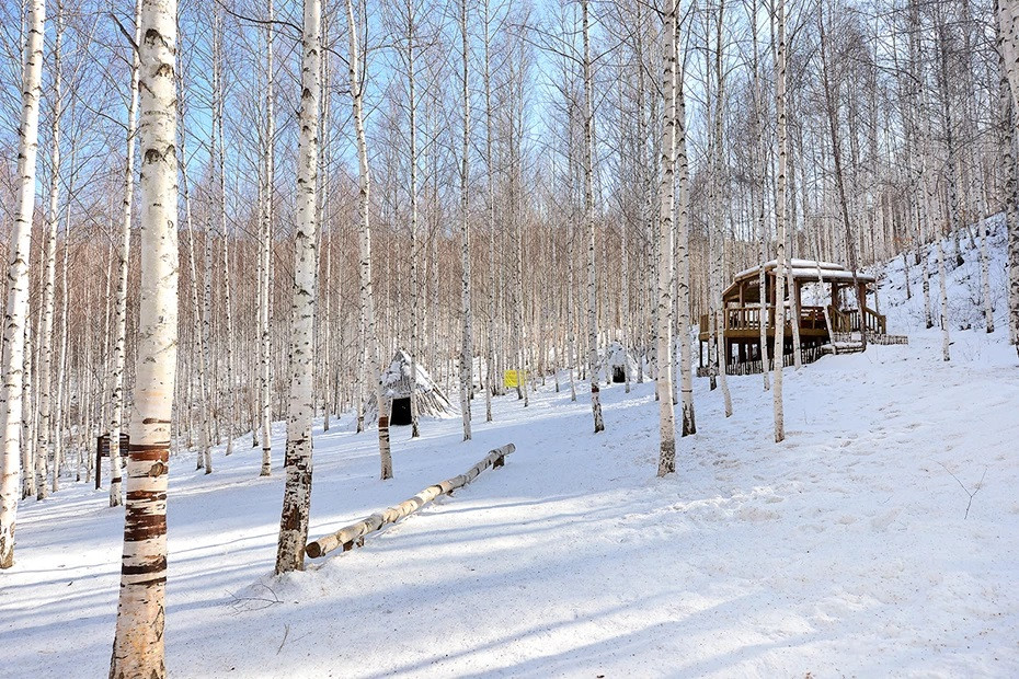 Wondae-ri Birch Forest