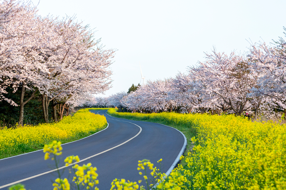 韓国の桜の名所