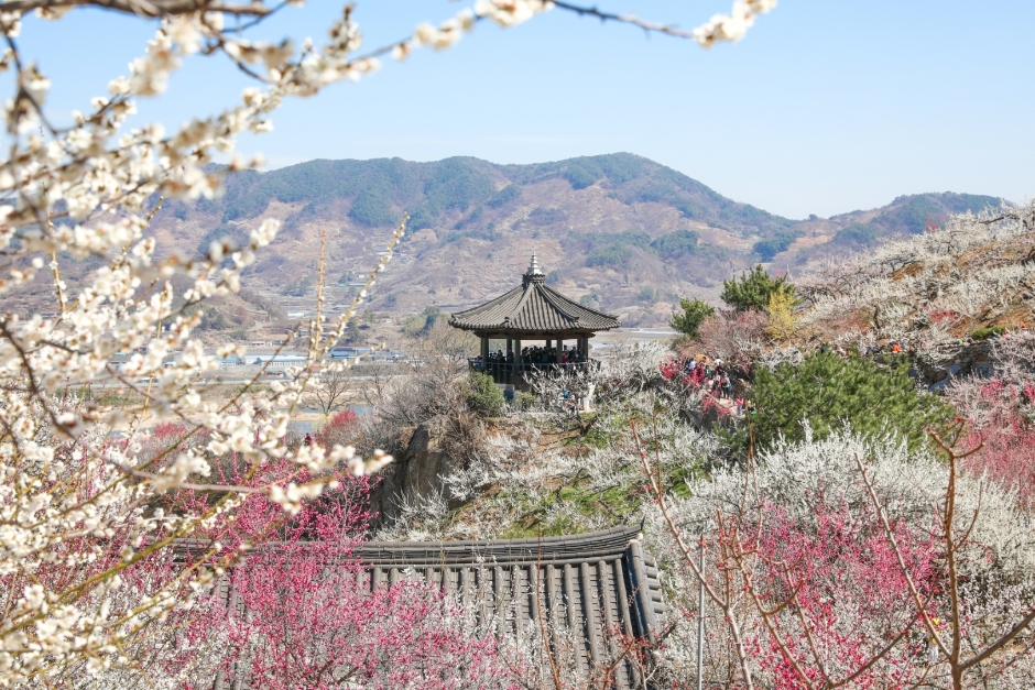 광양매화축제