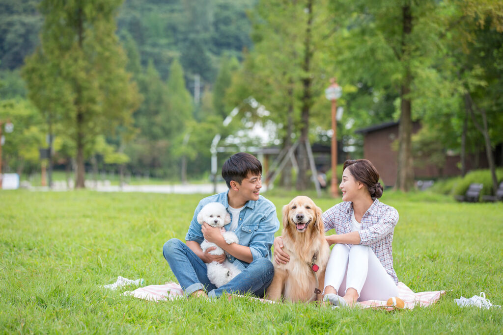 picnic in korea
