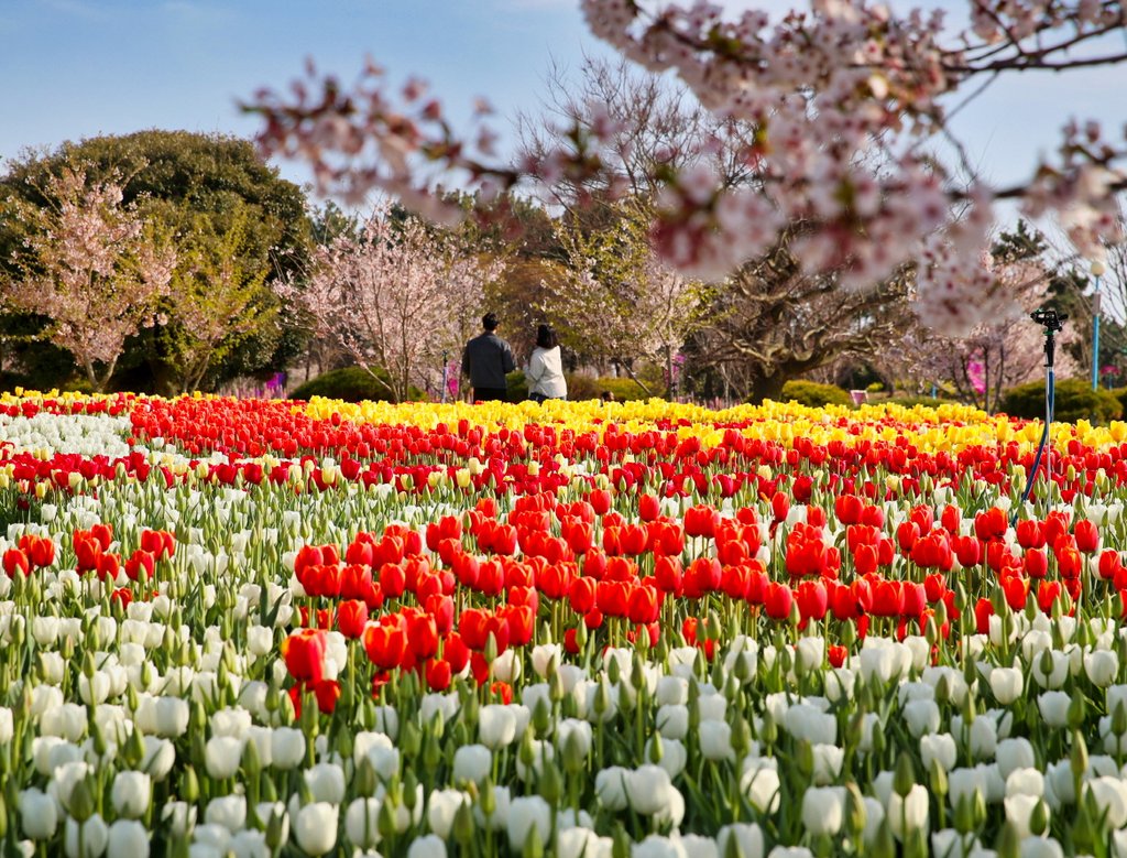 taean tulip festival