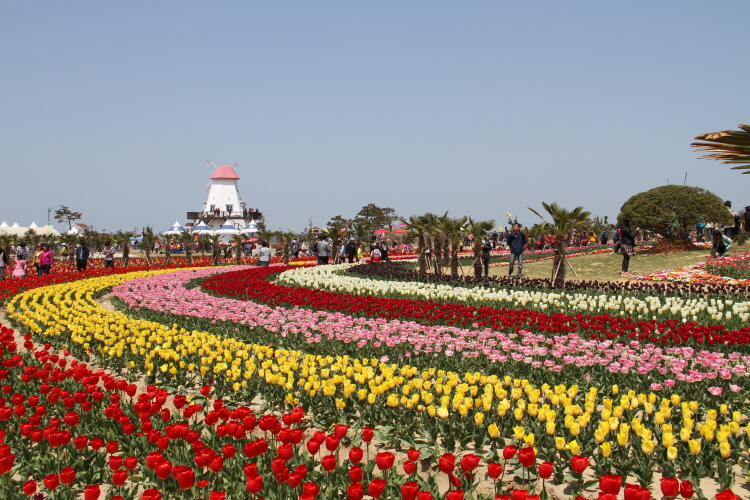 shinan-750_577862884_Rpq0f4uF_BBE7BABB_-BBE7C1F8_142 taean tulip festival