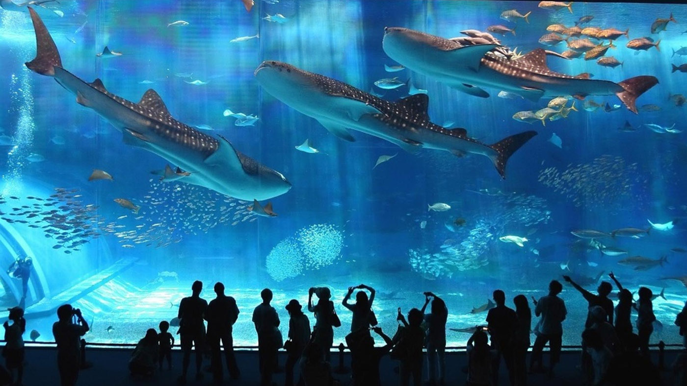 coex-aquarium-in-seoul_daa797f4155417a7b25bc04d6409bc5993204a23 子連れ 韓国旅行